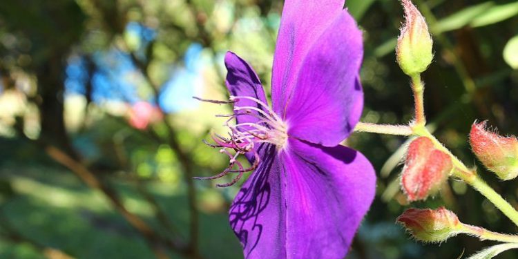 Tibouchina Granulosa Quaresmeira | CC0 Public Domain