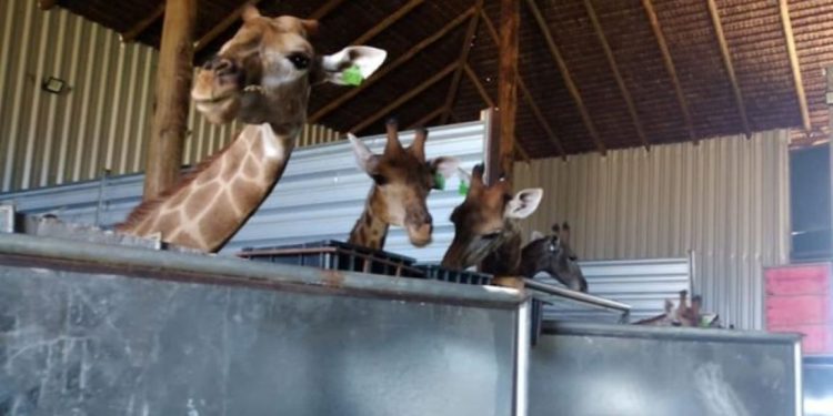 Recinto em que a PF encontrou as girafas apreendidas. Foto: Polícia Federal/Divulgação