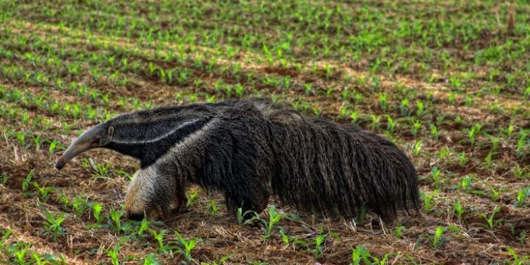 Tamanduá em área destinada à agricultura no Cerrado. Foto: Pixabay