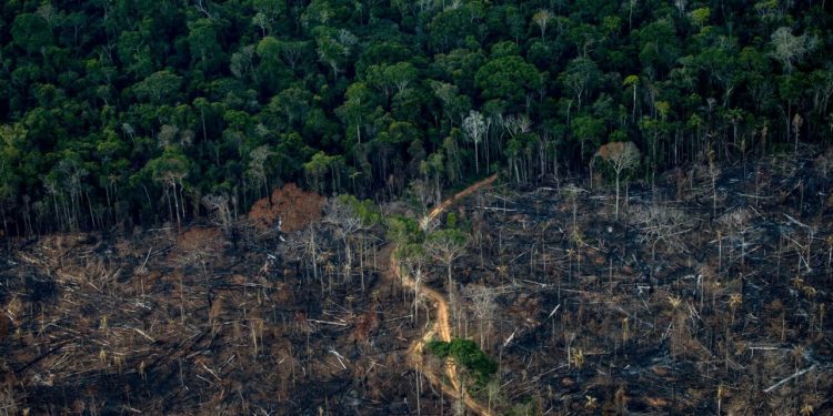 Pesquisadores denunciam expansão da fronteira do desmatamento na Amazônia. Foto: Mauro Pimentel/AFP