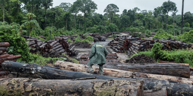 O órgão ambiental liquidou apenas 88 milhões, o equivalente a 41% do montante de 219 milhões disponíveis no orçamento de 2021 para a fiscalização ambiental