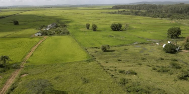 Parte da área proposta para Mina Guaíba. Foto: Estudo de Impacto Ambiental/Reprodução