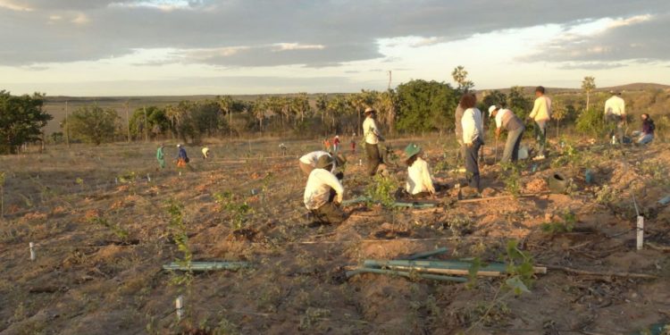 Áreas prioritárias para restauração na Caatinga são mapeadas em estudo. Foto: Carlos Roberto Fonseca/Divulgação