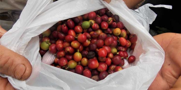 Grãos de café cultivados por pequenos produtores usando técnicas agroflorestais dentro de assentamentos do MST espalhados pela região do Pontal do Paranapanema, no estado de São Paulo. Quase metade dos agricultores agroflorestais relatam produzir seu próprio café, em comparação com apenas 8% dos produtores convencionais. Foto: Instituto de Pesquisas Ecológicas (IPÊ)/divulgação