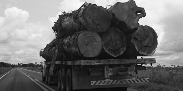 Caminhão transporta árvores cortadas no interior do Acre, em 2014. Foto: Daniel Santini.