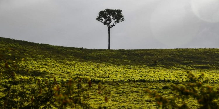 Paisagem vista pela BR 163, na altura de Santarém, no Pará. Fotografia tirada em setembro de 2019. Foto: Nelson Almeida/AFP