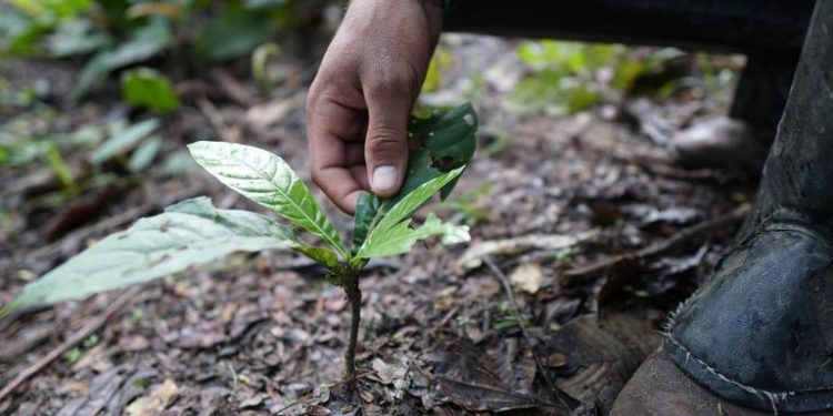 Foto: HD Mídia e WRI Brasil