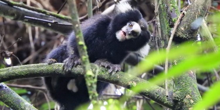 Foto: Divulgação | Parque das Neblinas