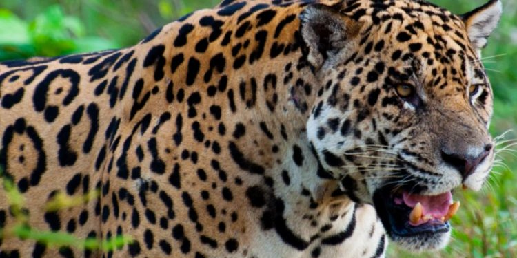 A imponente onça-pintada já não é avistada no Ceará. Provavelmente se encontra extinta no estado. Foto: Hugo Fernandes, no Pantanal, em 2014.