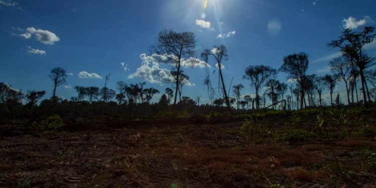 Área desmatada na Amazônia. Foto: Marcio Isensee e Sá.