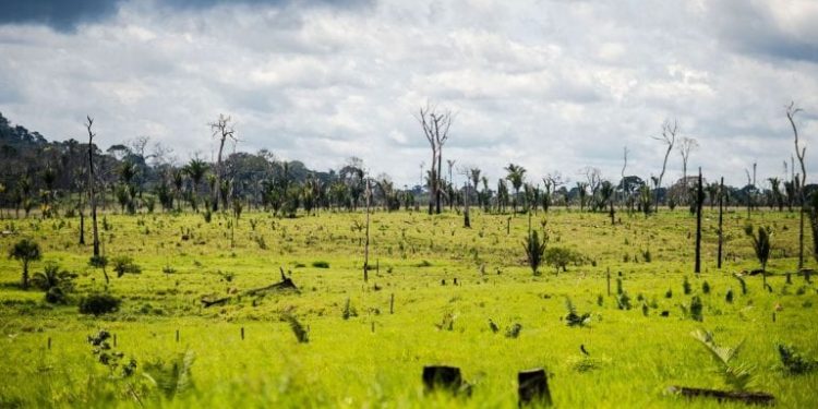 Área degradada no município de Colniza, noroeste do Mato Grosso. Foto: Marcelo Camargo | Agência Brasil