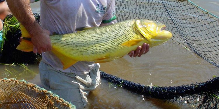 Dourado pescado no rio Uruguai para análises genéticas - LAPAD / UFSC