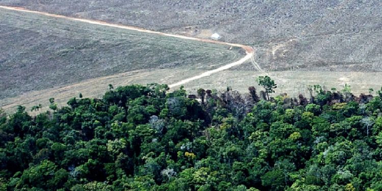 Aposta da FAO é que pequenos proprietários, comunidades locais e povos Indígenas são "cruciais" para a recuperação econômica e ambiental do Brasil - Paulo Pereira/Greenpeace