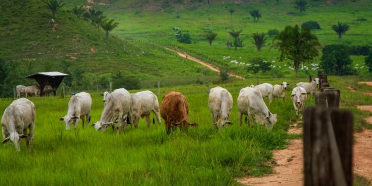 Área de pasto em São Félix do Xingu, no Pará. Foto: Marcio Isensee e Sá.