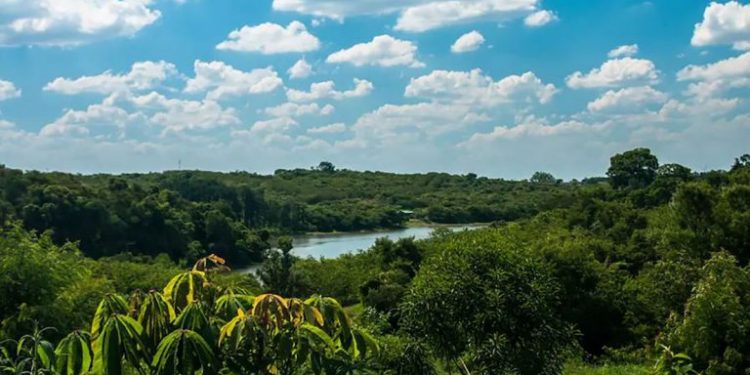 Área de restauração florestal com o manejo da SOS Mata Atlântica. Foto: Reprodução | iFood