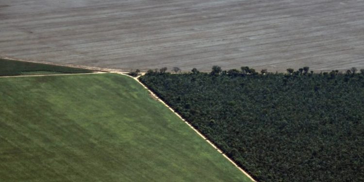 Fazenda em Formosa do Rio Preto, na Bahia. Foto: Nelson Almeida/AFP.