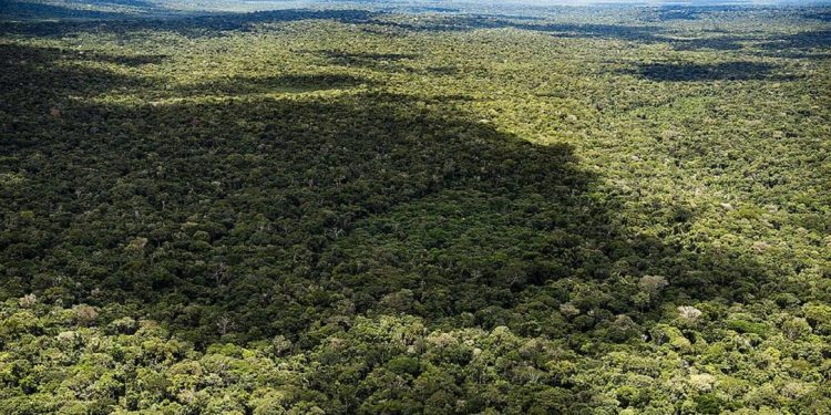 Floresta Nacional do Aripuanã/AM - Foto - Greenpeace