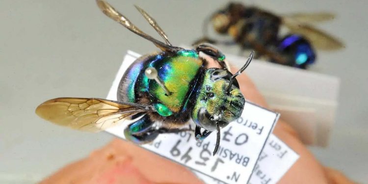 Pesquisadores monitoram populações e espécies de abelhas na Mata dos Godoy e cafeeiros da região - Eufriesea violacea: espécie de abelha de orquídea encontrada na Mata dos Godoy - Londrina, 21/02/2022