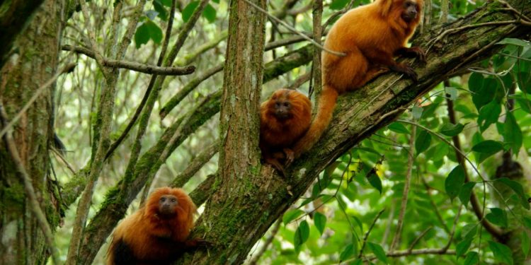 Somente cerca de 2500 micos vivem hoje em seu habitat natural. Foto: Andreia Martins/AMLD