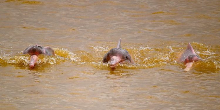 Foto: Divulgação | Sea Shepherd