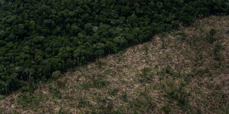 desmatamento Amazônia bolsonaro OCDE