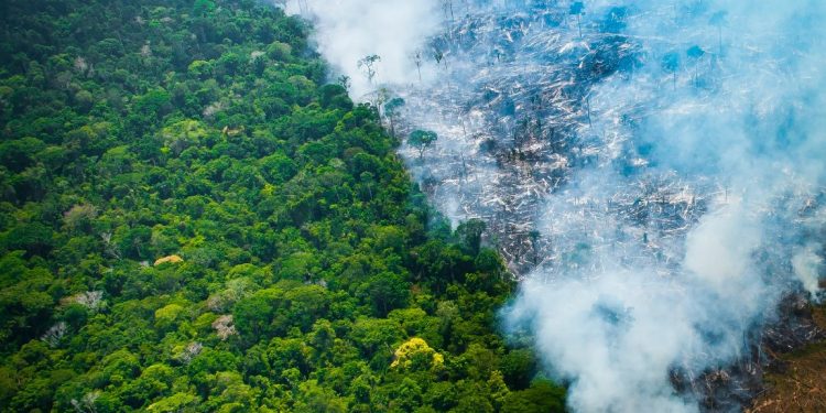 desmatamento Amazônia