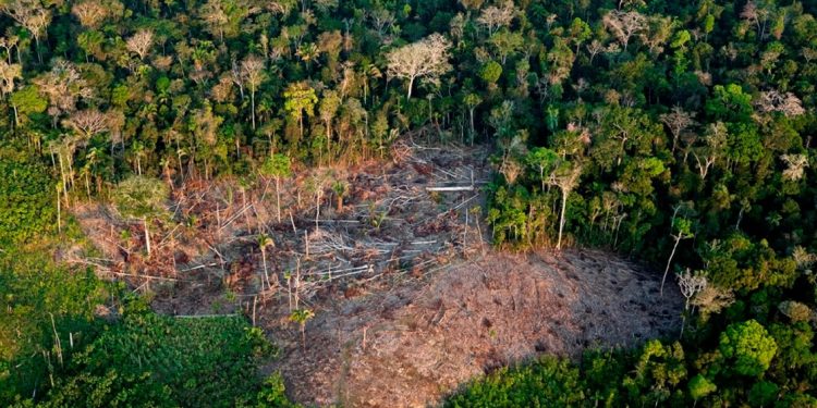 Desmatamento em maio foi o segundo maior desde o início da série histórica do INPE, em 2016. Foto: WWF / Peter Muller