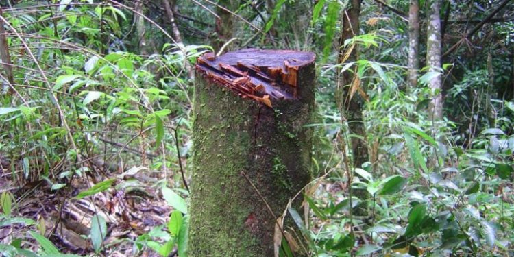 Exemplo de impacto humano na Mata Atlântica: corte seletivo de madeira. Foto: Renato A. F. Lima