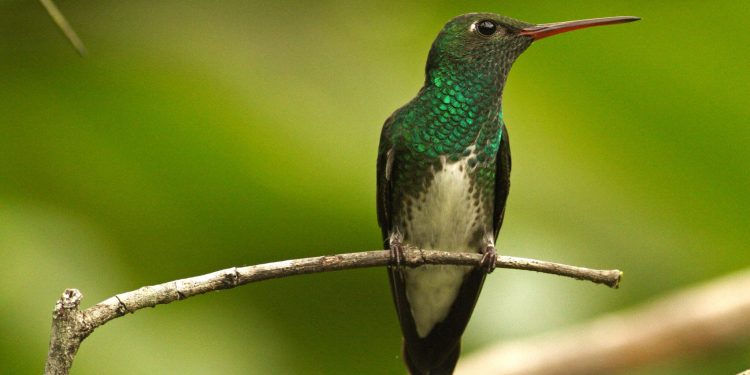 O beija-flor-de-garganta-verde (Chionomesa fimbriata) pode ser encontrado ao longo da costa sul e sudeste do Brasil - -foto: Jesper Sonne / Universidade de Copenhague