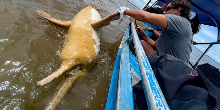 Pesquisadores encontram boto em estado de decomposição. Foto: Divulgação | Sea Shepherd