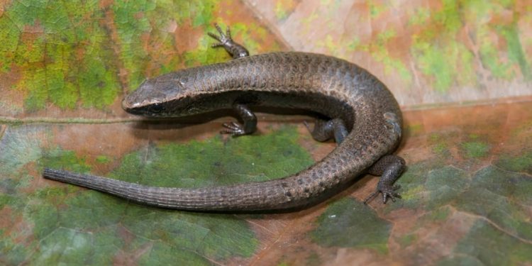 O lagarto encontrado pelos pesquisadores, espécie exótica em Belém, Gymnophthalmus underwoodi. Foto: Adriano Maciel