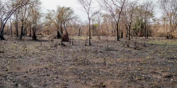 Incêndio registrado em 2021, na TI Lalima. Neste ano, o líder da brigada voluntária do território estima que 20 hectares tenham sido consumidos pelo fogo. Foto: Victor Hugo Sanches/Arquivo Ecoa.