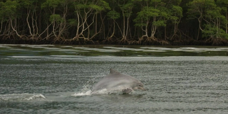 A baía de sepetiba abriga espécies da fauna marinha ameaçadas de extinção, como o boto-cinza. Foto: Leonardo Flach/Instituto Boto Cinza.