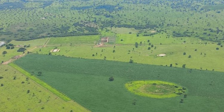 A expansão do cultivo de soja é uma ameaça à biodiversidade do Pantanal no Mato Grosso do Sul. Foto: SOS Pantanal