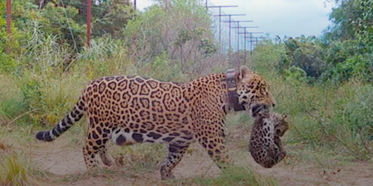 A onça Arami passa com um dos filhotes na boca. Foto: Fundación Rewilding Argentina