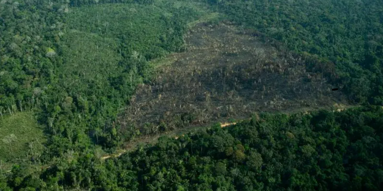 desmatamento combate a pobreza emprego Instituto Escolhas Greenpeace