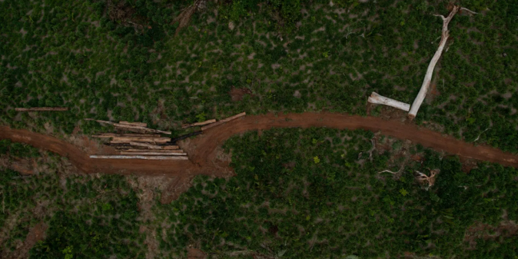 Desmatamento flagrado na Resex Jaci-Paraná, em Rondônia. Foto: Divulgação / WWF