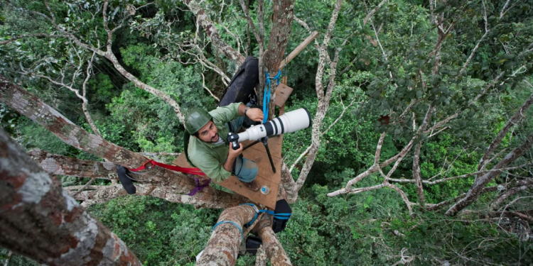 O fotógrafo João Marcos Rosa faz registros do alto de uma plataforma na floresta. Foto: Acervo Pessoal