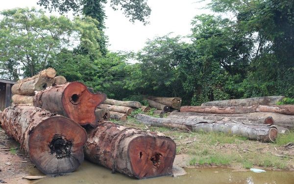 Operação contra desmatamento deflagrada em Humaitá, Sul do Amazonas, em 2021. — Foto: Pelegrine Neto/SSP-AM