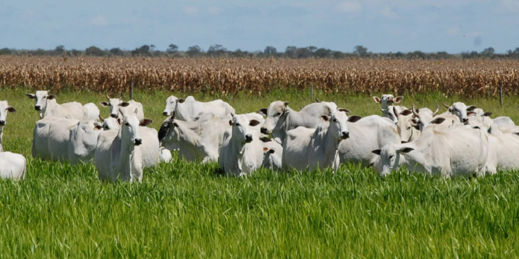 Rebanho de bovinos no Tocantins cresceu de 4 milhões em 1988 para cerca de 10 milhões de cabeças em 2020. Foto: Governo do Tocantins