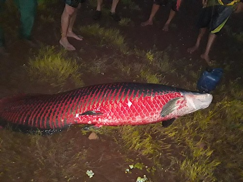 Entenda por que o pirarucu, peixe nativo da Amazônia, é um perigo para os  rios de SP, Rondônia Rural