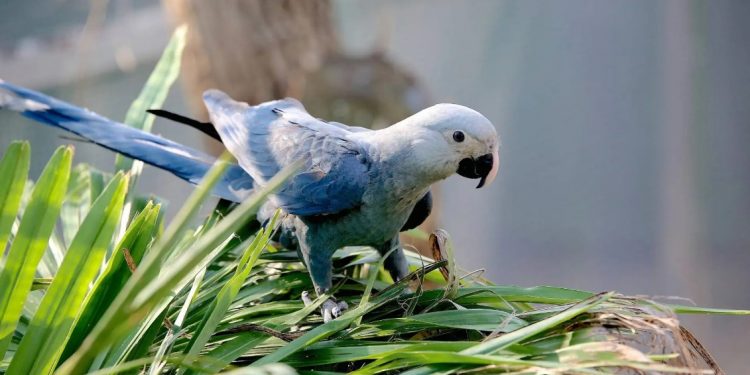 Ararinhas-azuis no criadouro científico de Curaçá (BA). Foto: Association for the Conservation of Threatened Parrots.