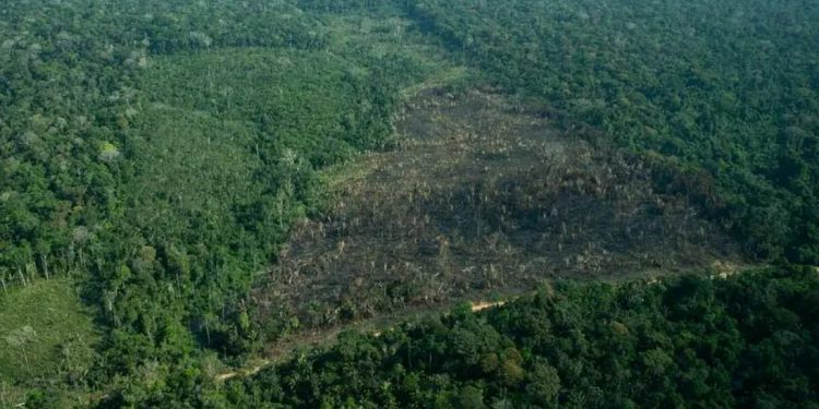 Desmatamento na Terra Indígena Karipuna, Rondônia, em Setembro de 2021. Foto: Christian Braga / Greenpeace