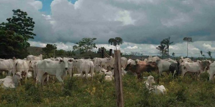 Gado na estrada dentro de uma fazenda na Resex Jaci Paraná. Foto: Alexandre Cruz Noronha/Amazônia Real.