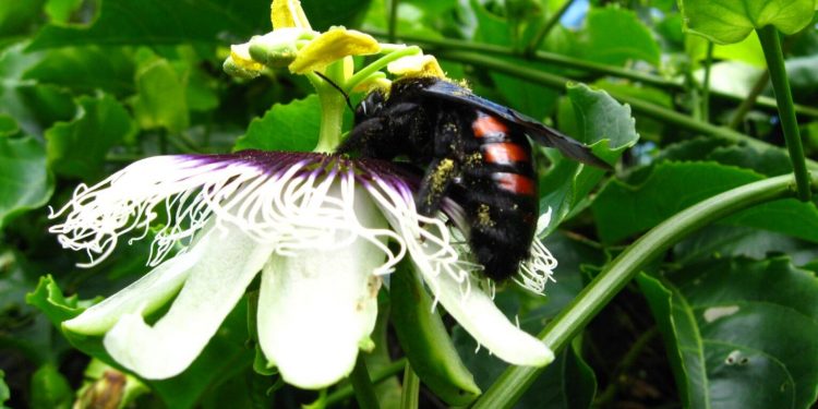 Mamangava (xylocopini sp.) coberta de pólen de maracujá – esta é uma espécie de abelha nativa reconhecida pela sua grande capacidade de polinização. Foto: Andrei | Creative Commons 2.0