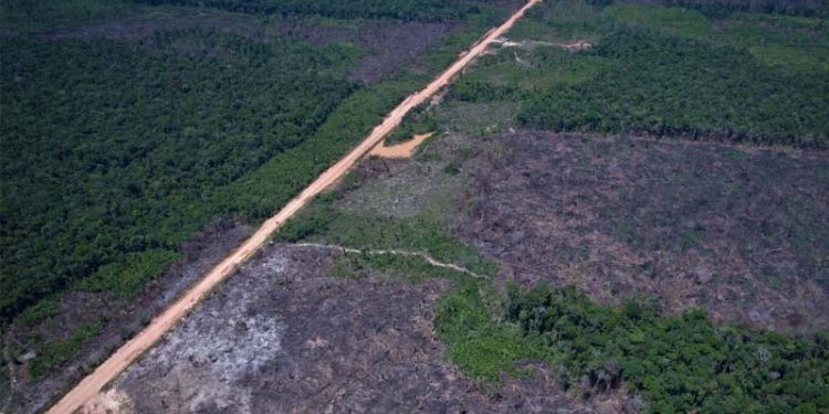 Para 81% dos entrevistados, os presidenciáveis devem ter a proteção da floresta nas prioridades (Foto: Orlando K. Júnior/Observatório BR-319)