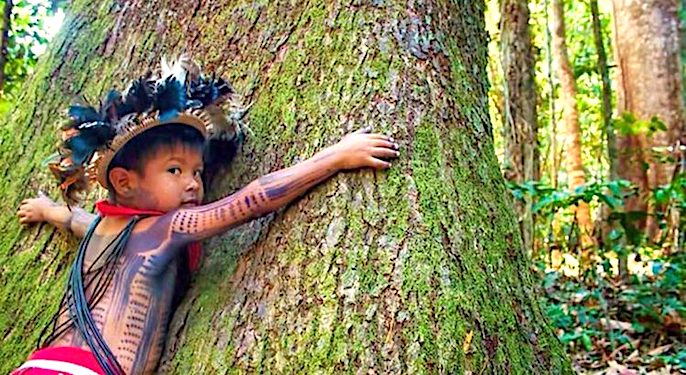 Floresta viva, pessoas saudáveis - Brasil Amazônia Agora