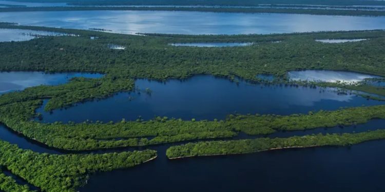 Amazônia tem soluções para conciliar economia e preservação Divulgação/Sitah