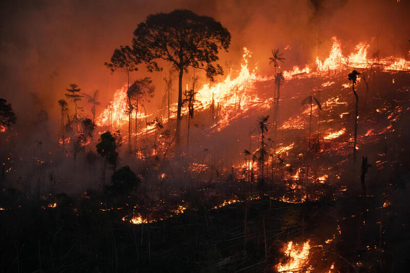 Estudo mostra como queimadas em florestas prejudicam gestação 
