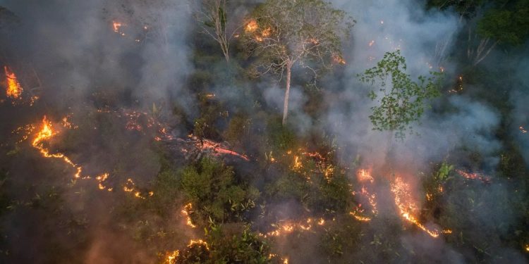 Incêndio registrado em Rondônia Autor: Andre Dib/WWF